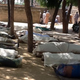 People stand next to dead bodies, laid out for burial, in the village of Konduga, in northeastern Nigeria, on Feb. 12, 2014, after a gruesome attack by Boko Haram.
STR/AFP/Getty Images